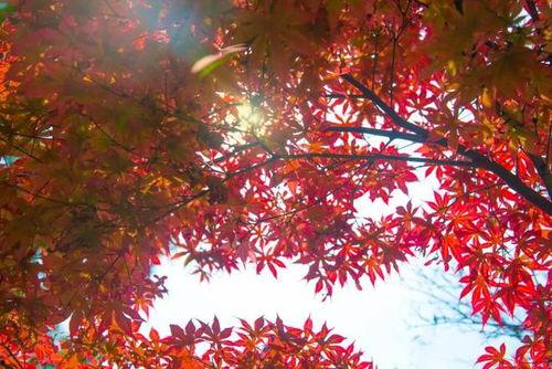 枫叶红了,秋日里的浪漫诗篇